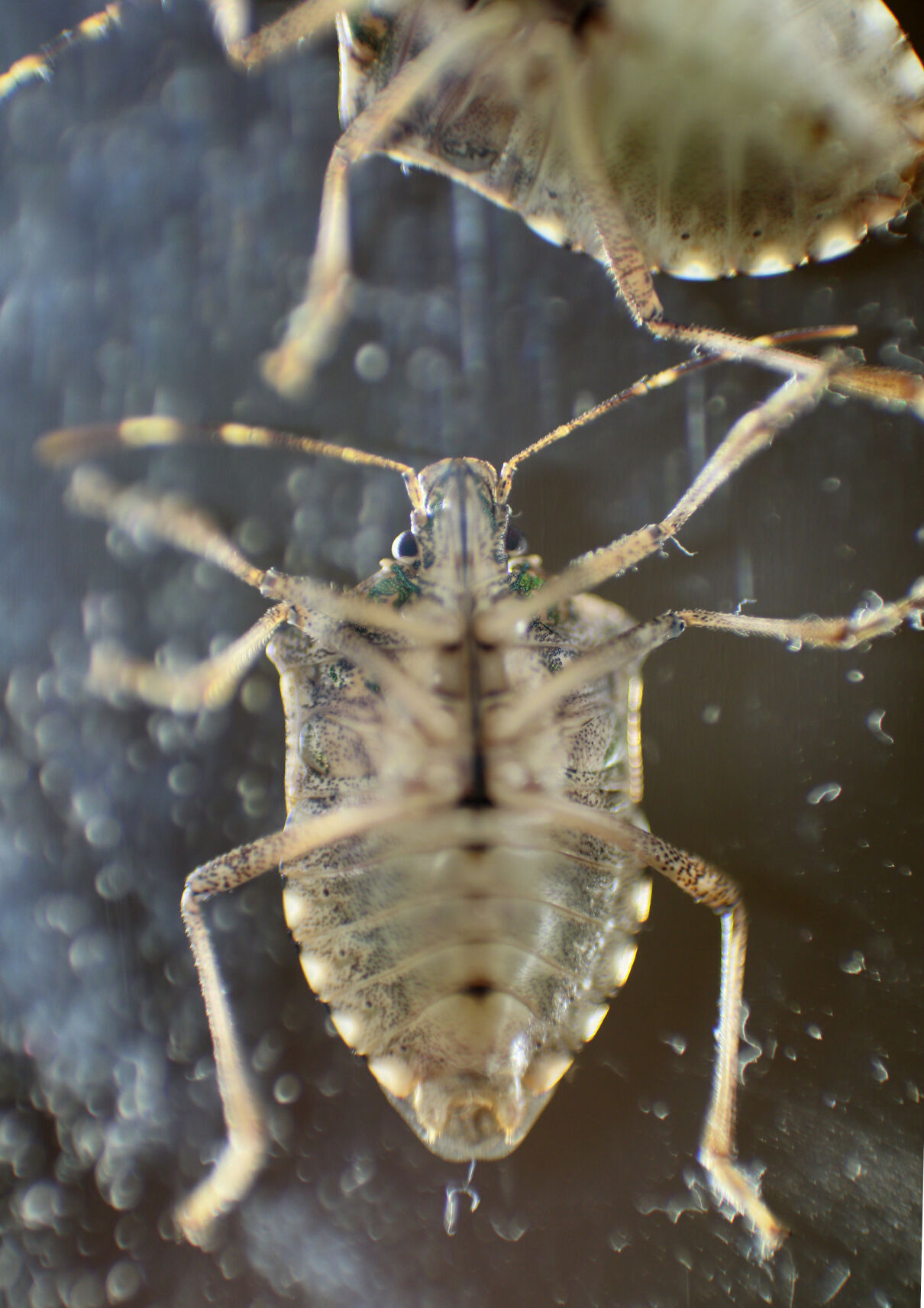 Bug